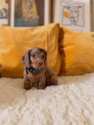 Lovely Dapple Dachshund – A Little Companion with Lots of Character  puppies for sale