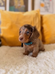 Lovely Dapple Dachshund – A Little Companion with Lots of Character