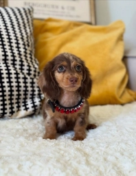 Beautiful Chocolate Dachshund Girl with a Sweet Little Face  puppies for sale