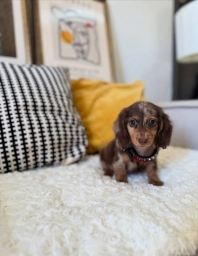 Beautiful Chocolate Dachshund Girl with a Sweet Little Face  puppies for sale