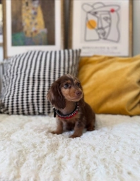 Beautiful Chocolate Dachshund Girl with a Sweet Little Face