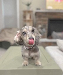 Beautiful Silver Dapple Dachshund Puppy – Sweet Little Companion  puppies for sale