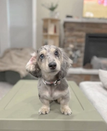 Beautiful Silver Dapple Dachshund Puppy – Sweet Little Companion  puppies for sale