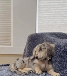 Beautiful Silver Dapple Dachshund Puppy – Sweet Little Companion