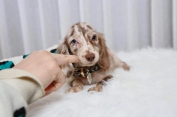Beautiful Chocolate Dapple Dachshund Puppy