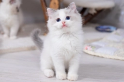 Beautiful White Ragdoll Kitten with Blue Eyes  puppies for sale
