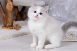 Beautiful White Ragdoll Kitten with Blue Eyes