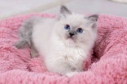 Stunning Ragdoll Kitten-Blue Eyes