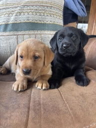 Simba puppies for sale