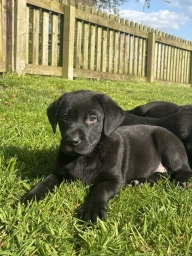 Simba puppies for sale