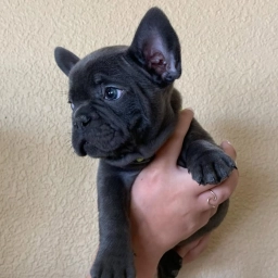 billy and bella  puppies for sale