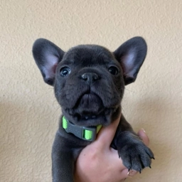 billy and bella  puppies for sale