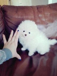 Purebred Pomeranian Puppies Available  puppies for sale