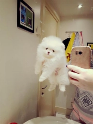 Purebred Pomeranian Puppies Available  puppies for sale