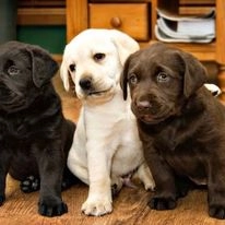 Labrador Retriever Puppies Available.  puppies for sale