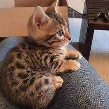 Gorgeous  Bengal Kittens Ready  puppies for sale
