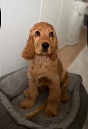 Lilo  puppies for sale