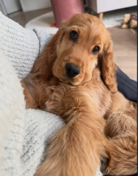 Lilo  puppies for sale