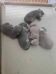 Max(m), Chase(m), Clint(m), Skipper(f), Hayley(f).  puppies for sale