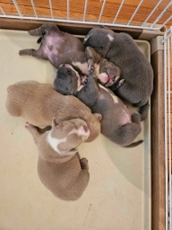 Max(m), Chase(m), Clint(m), Skipper(f), Hayley(f).  puppies for sale