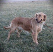 Colson Kennels