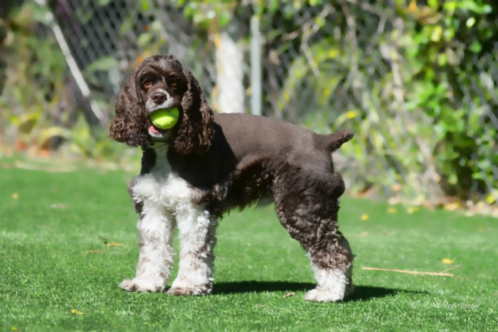 Elize Dog